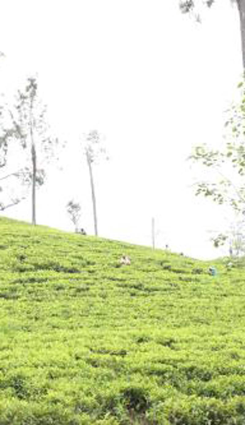 Ella Tea Land View