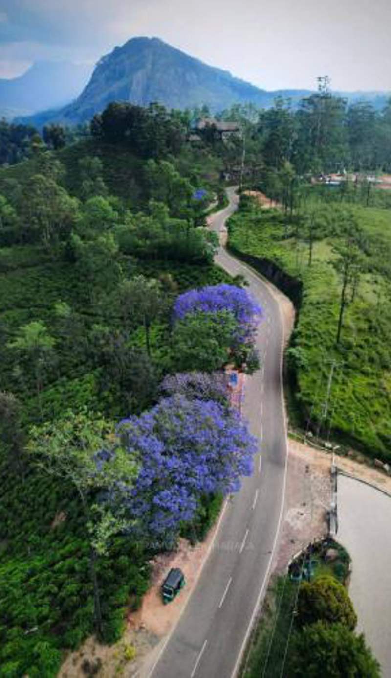 Isuru Homestay