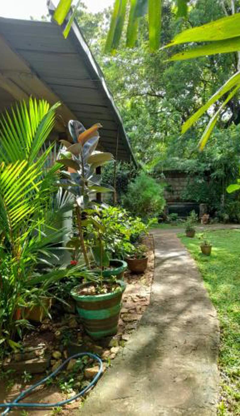 Sigiri Neo Homestay