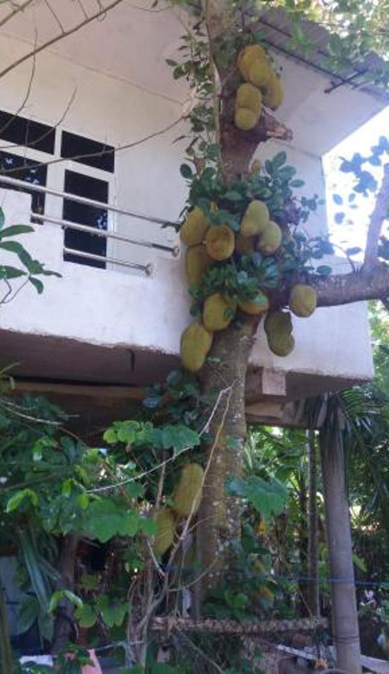 Nature Home