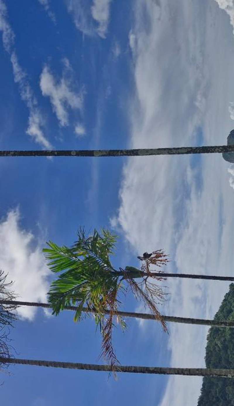 Phi Phi Island Cabana Hotel