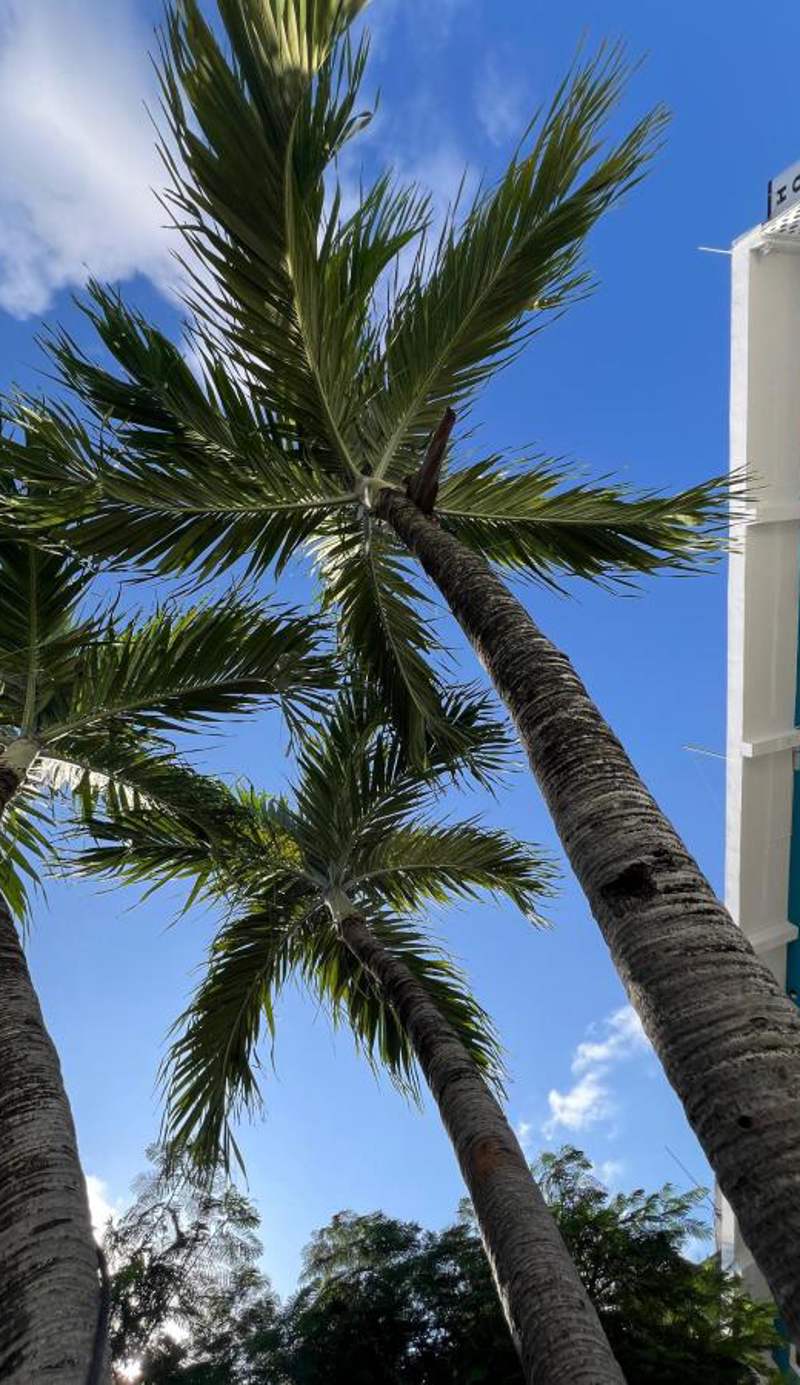 Blue Coconut Cancun Hotel