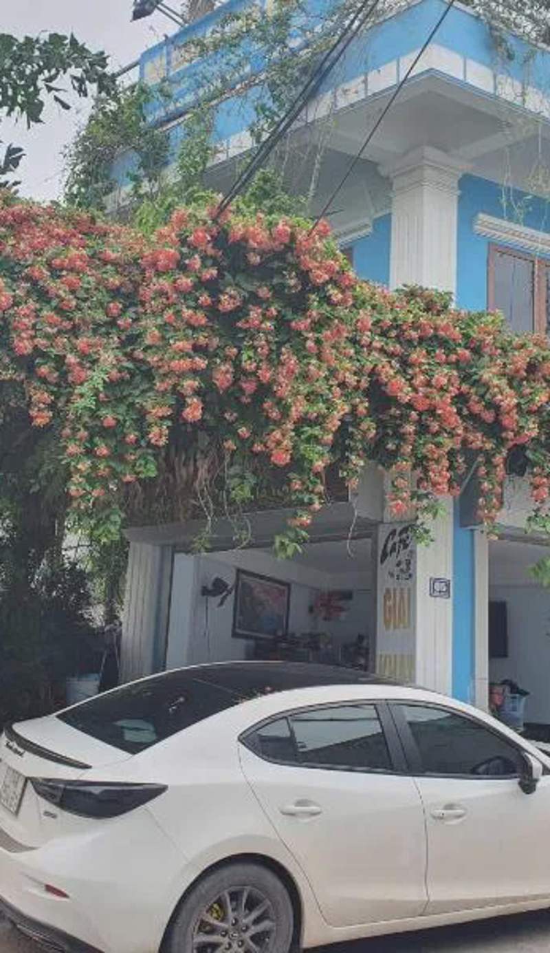 Nha Xanh Ha Long Homestay