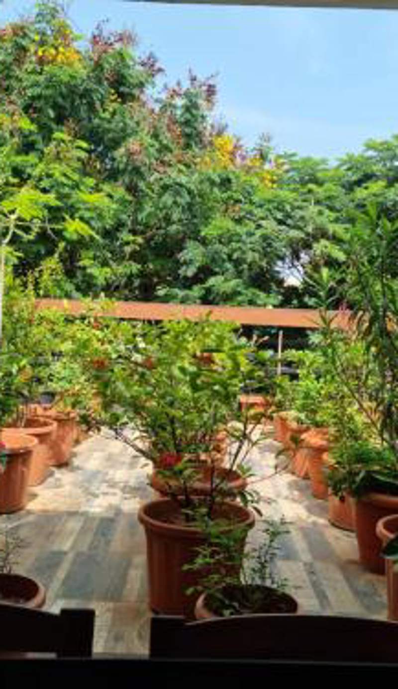 Terrace Garden