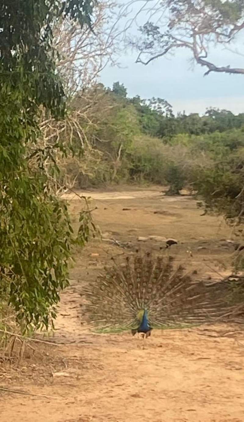 Yala Wild House