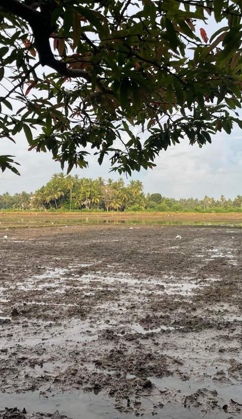 Viveka Inn Guest and Yala Safari