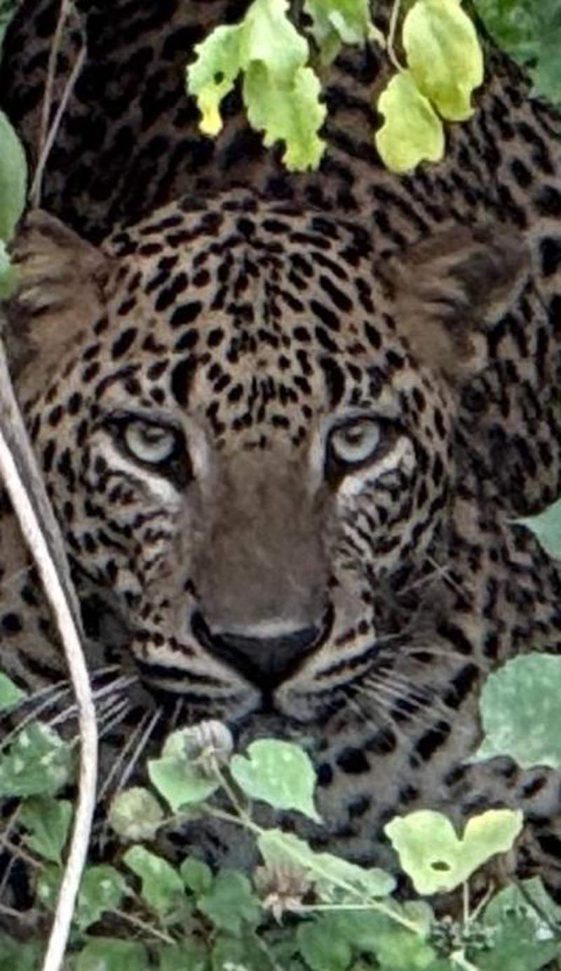 Kottamba Yala Stay & Safari
