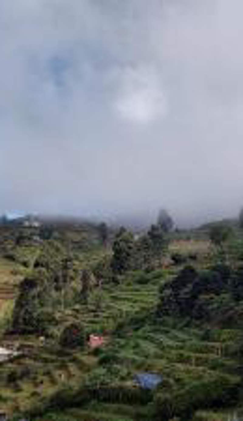 Kodai Breeze