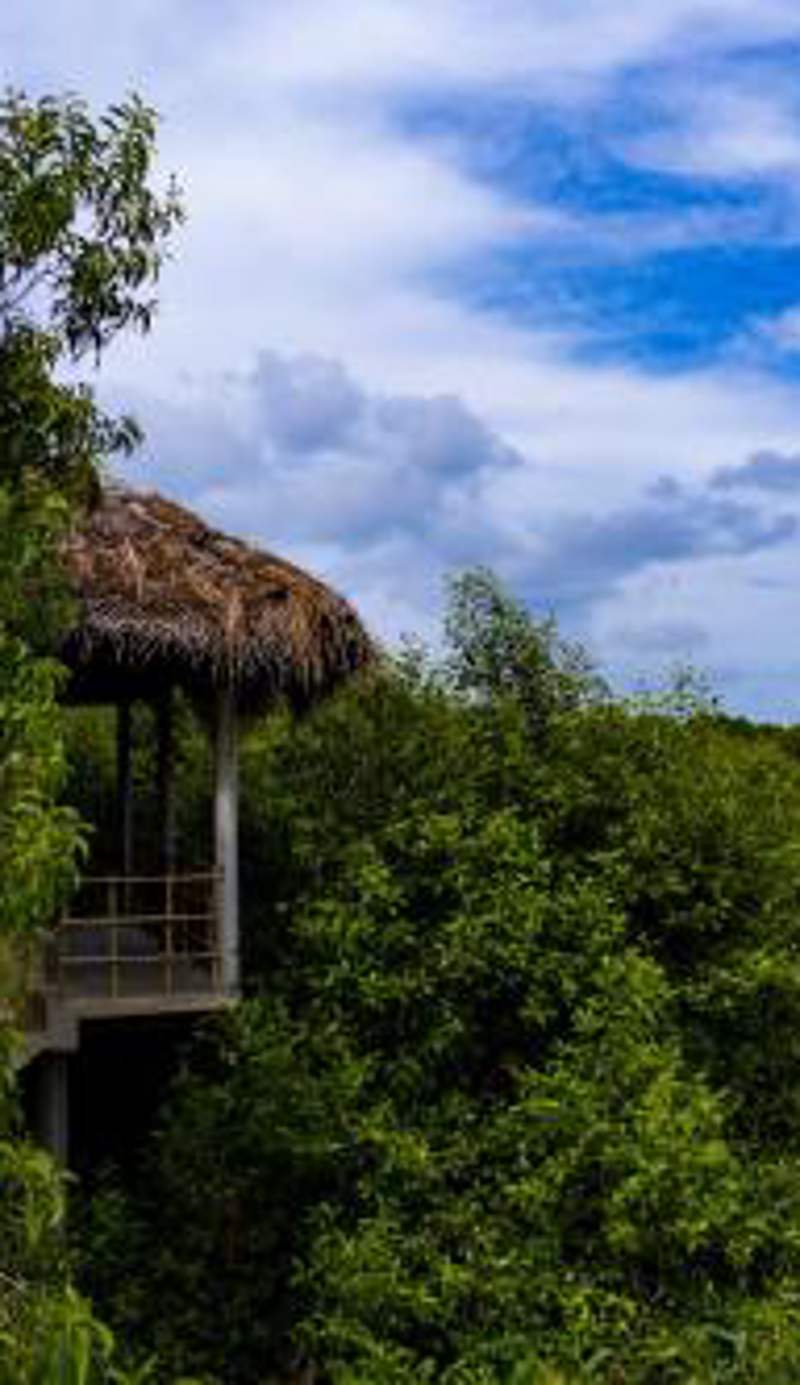 Mermaid Cabana and Tree Houses