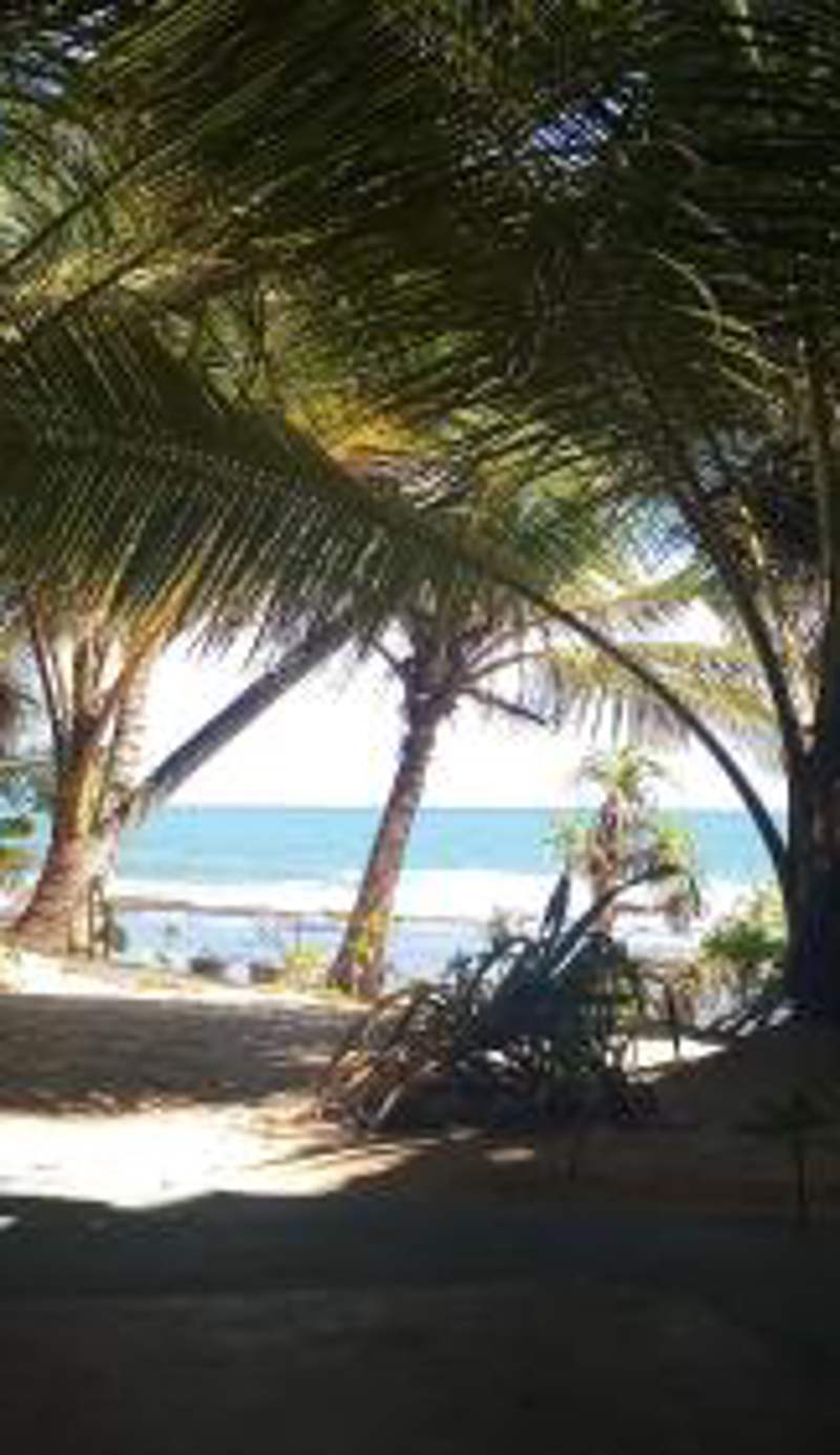 The Alpha Monkey hotel & Tree house