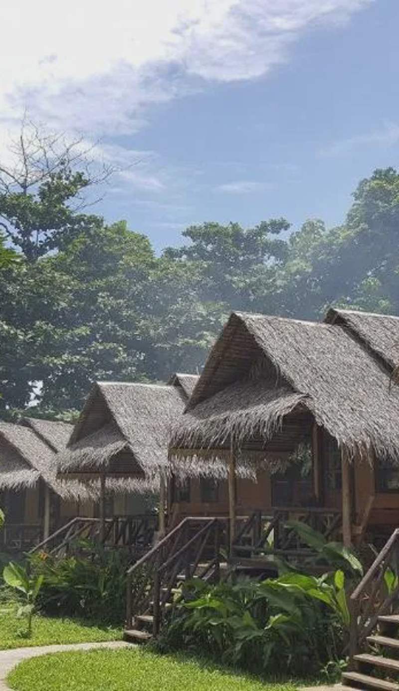 Jungle Garden
