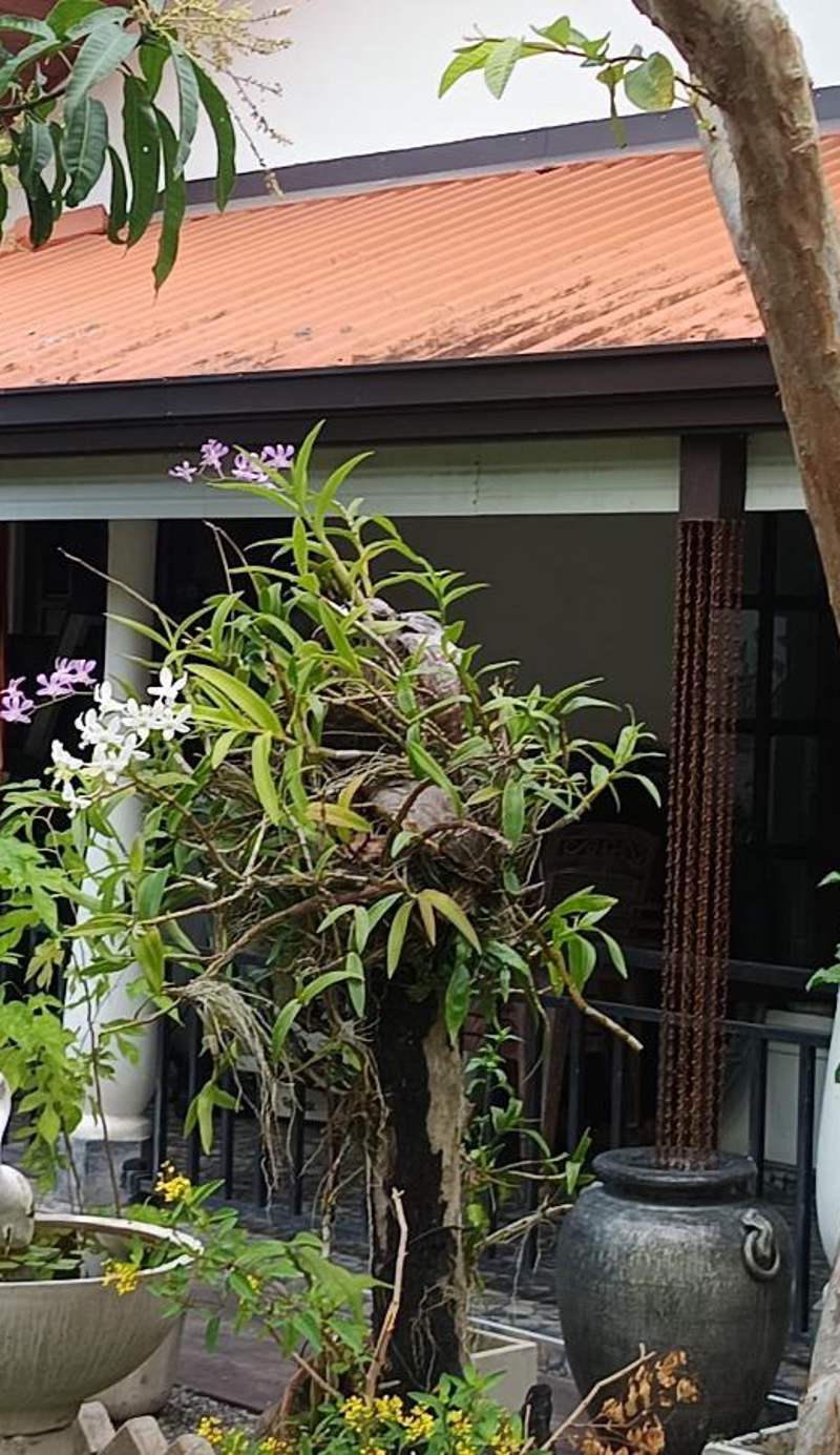 Dinu Lanka Resort