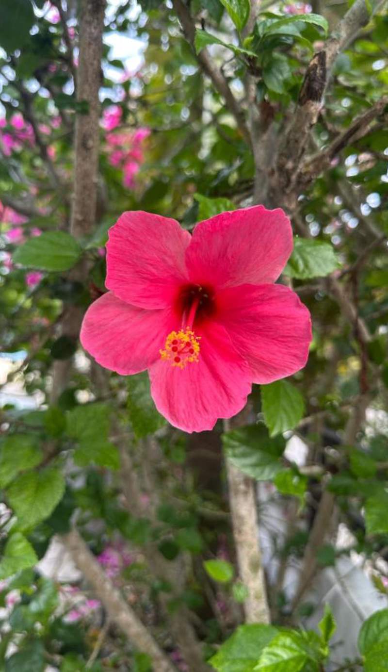 Garden Village Resort