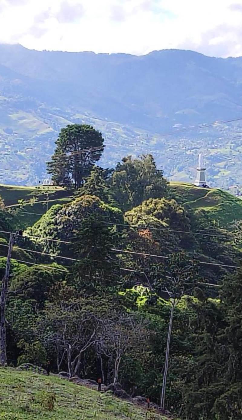 Cabañas y Flores