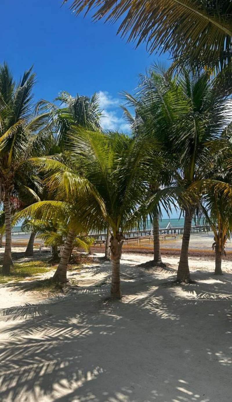 Tropical Paradise