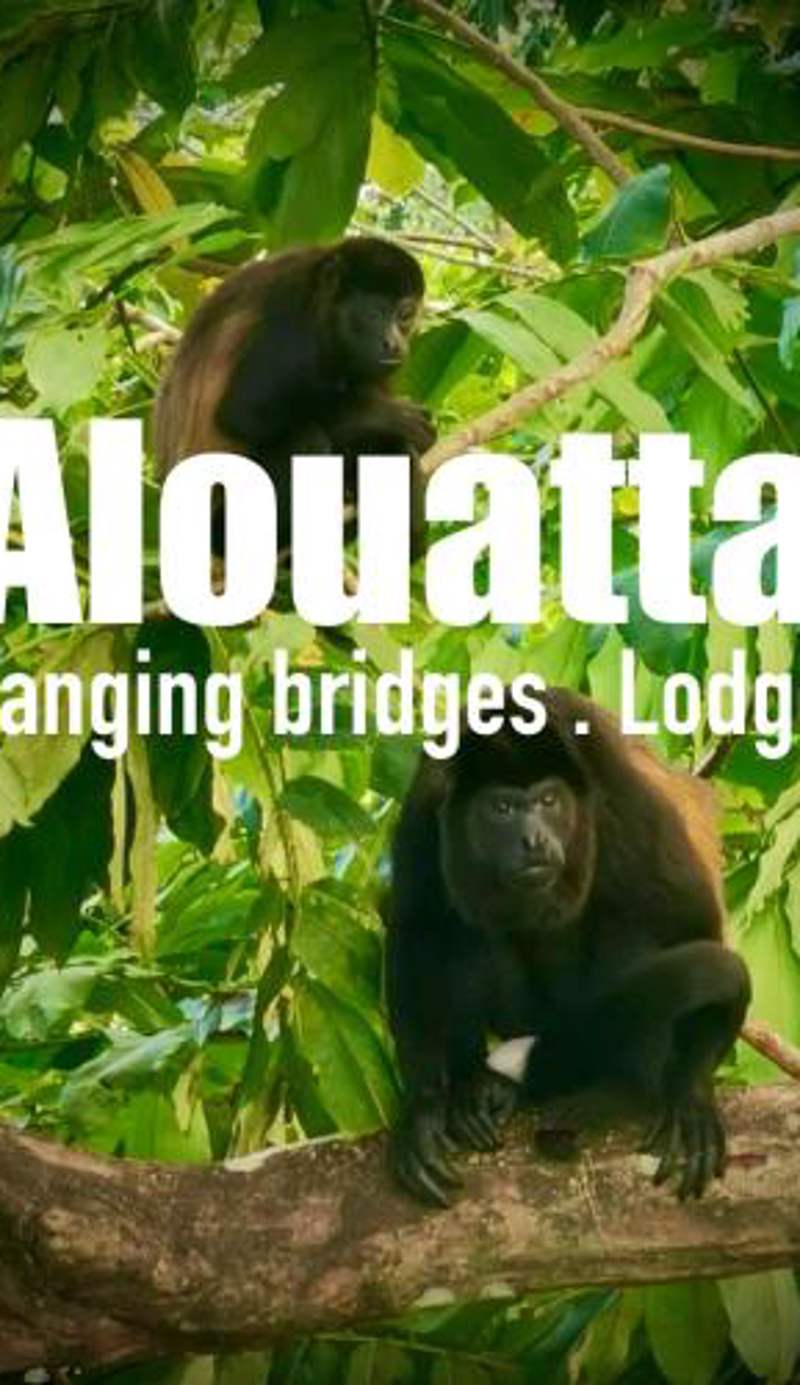 Alouatta Lodge and Canopy