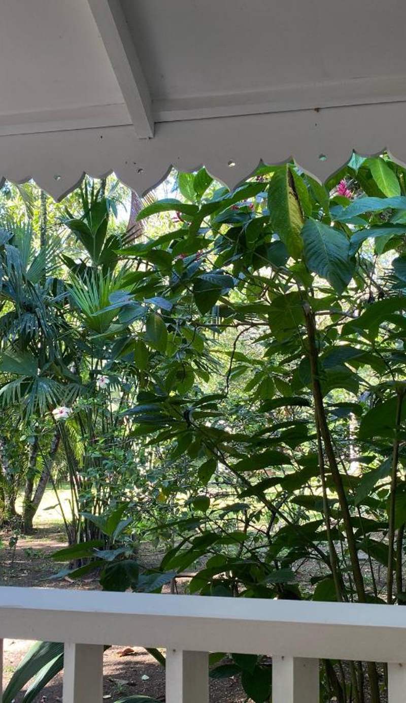 Playa Grande Lodge & Tree House