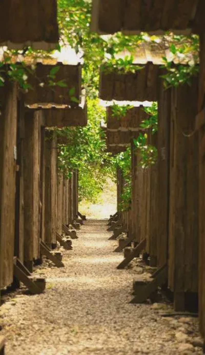Olympos Yakamoz Pansiyon
