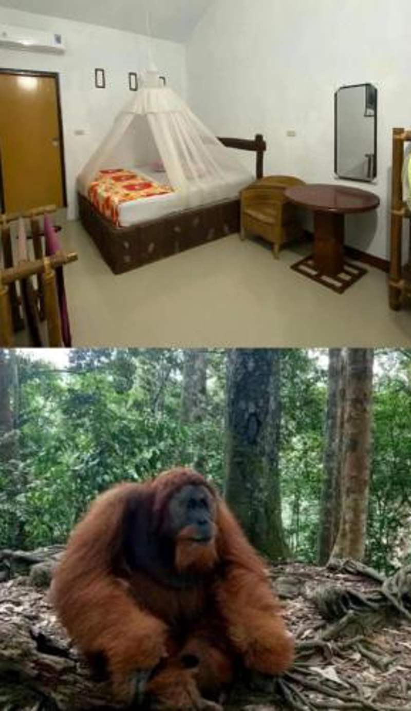 Brown Bamboo Guest house & jungle trekking orang-utan