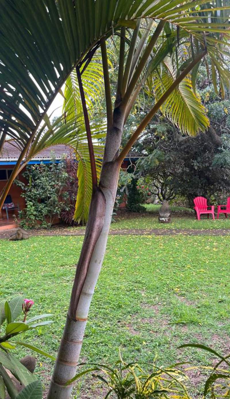 Hotel Taura'a