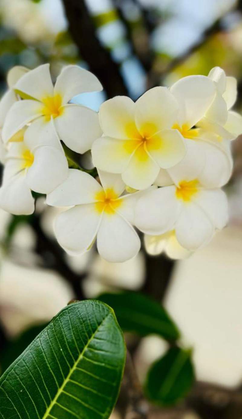 Lotus Blanc Homestay