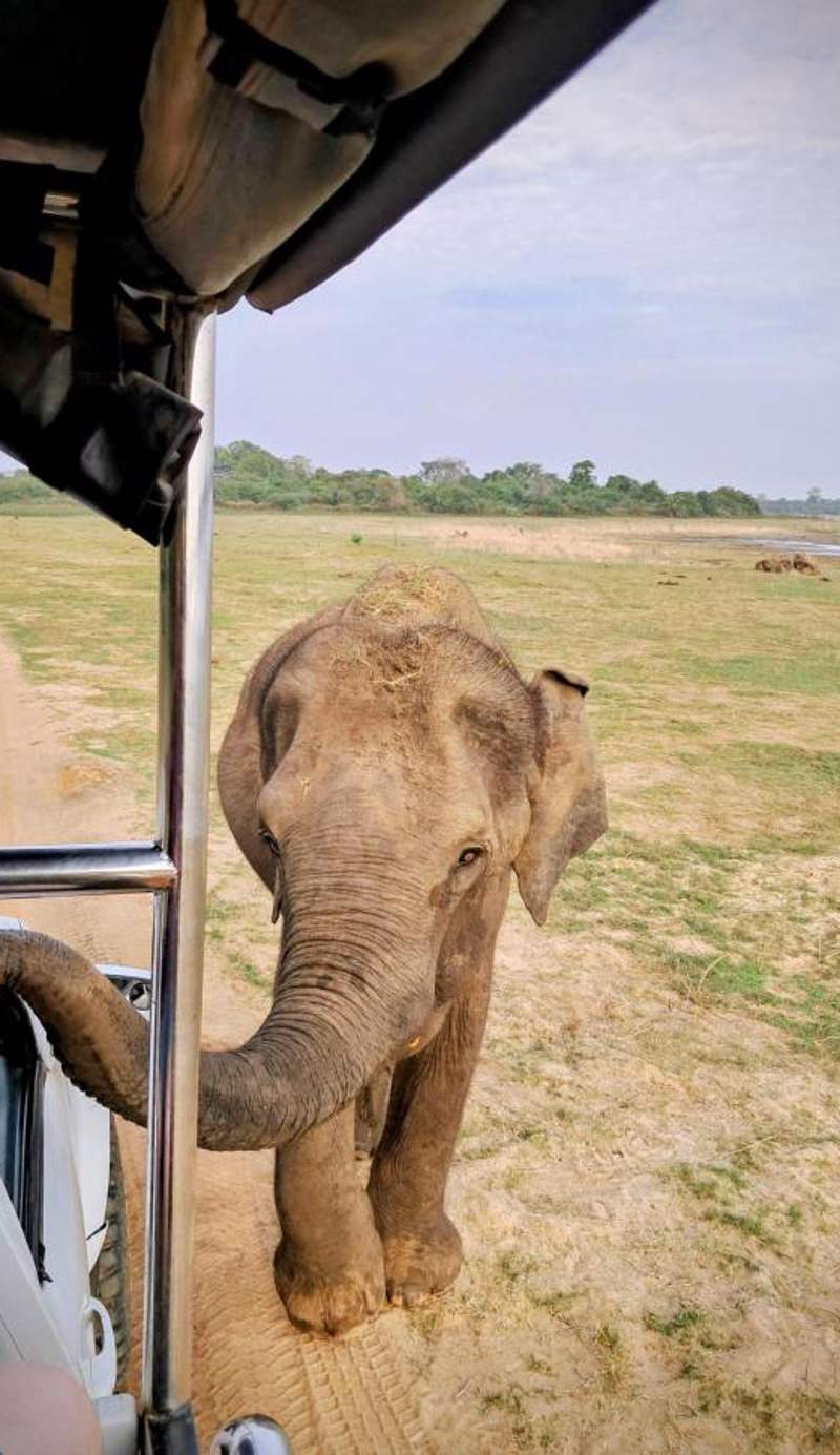 Sheran Safari House