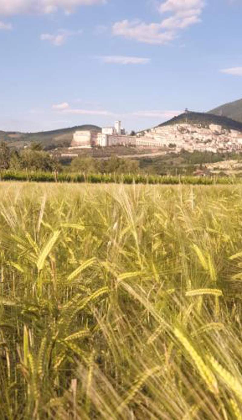 B&B Domus Benedicta