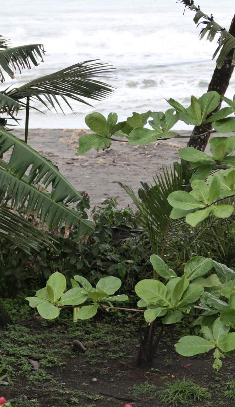 Tortuguero Adventures Beach House