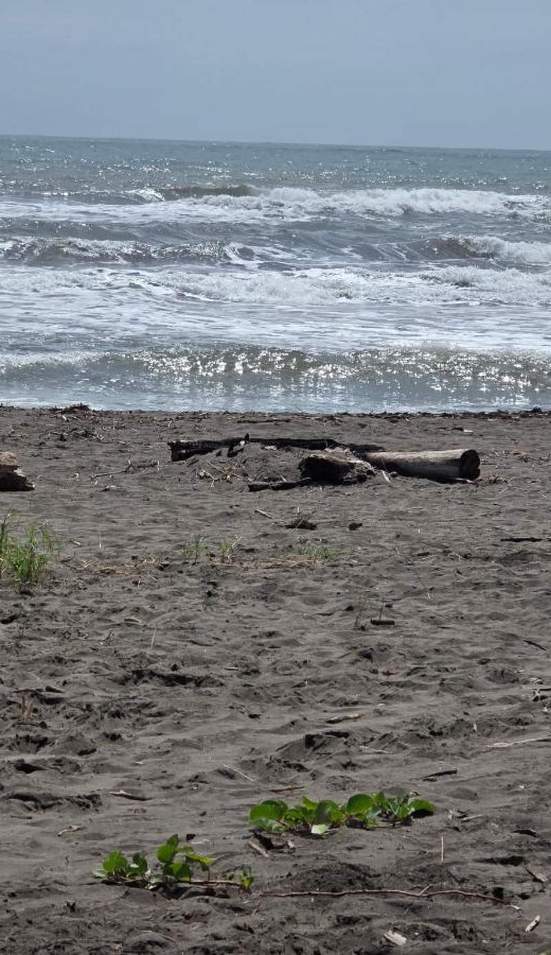 El Deseo Serendipity Tortuguero