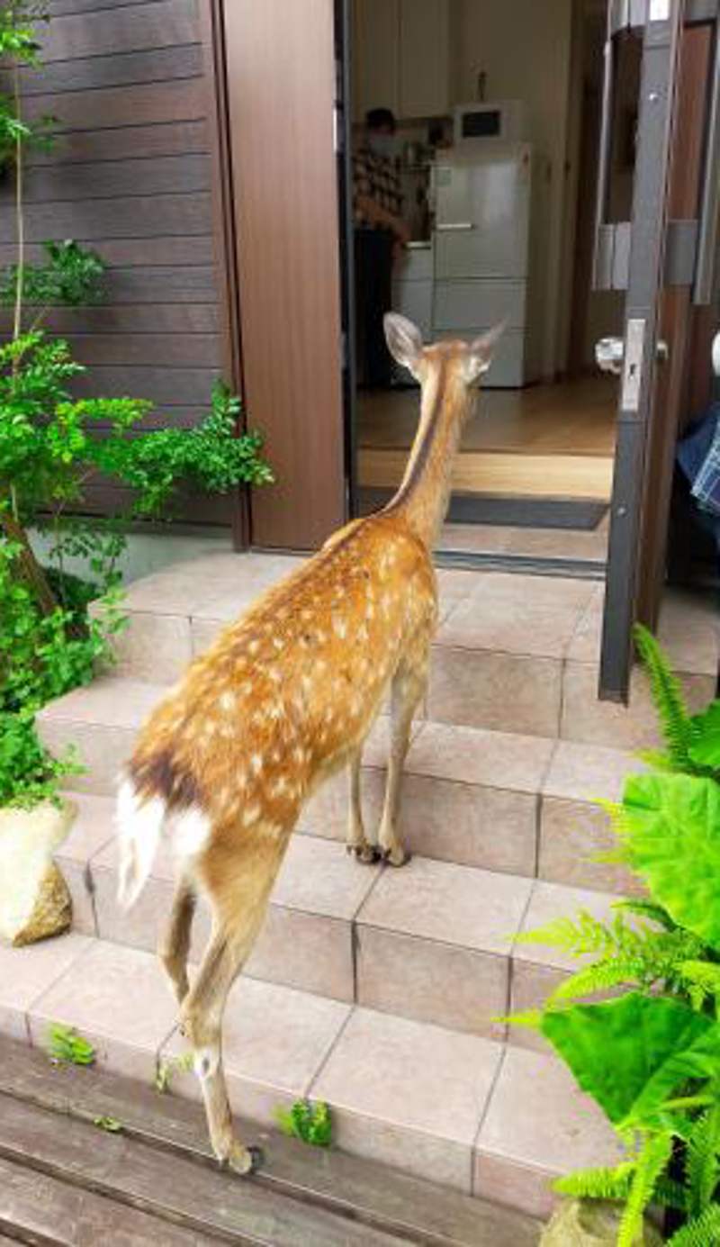 Deer hostel-外国人予約限定