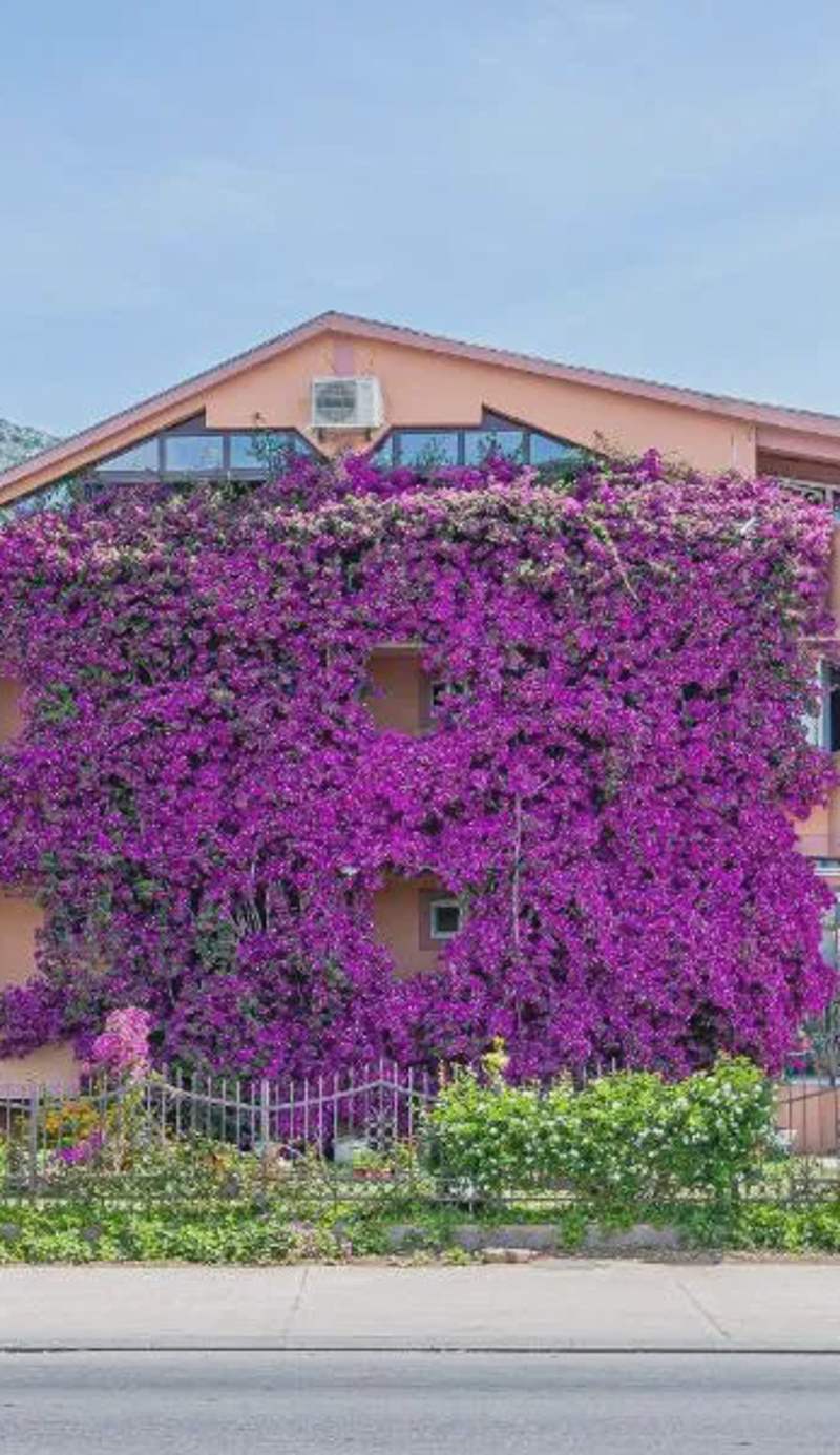 Apartment Marcic