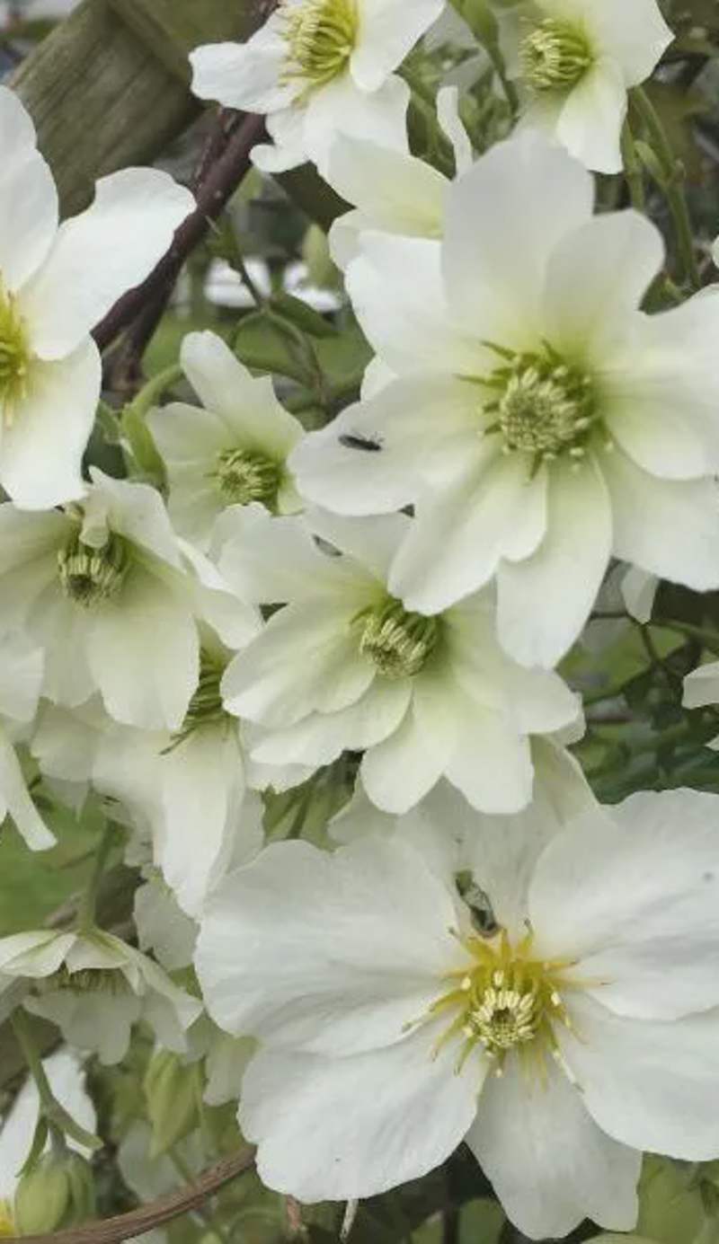 Clematis House Gloucester Road