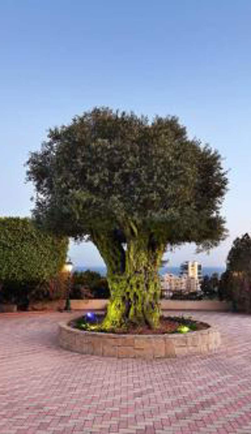 Olive Tree Apartments