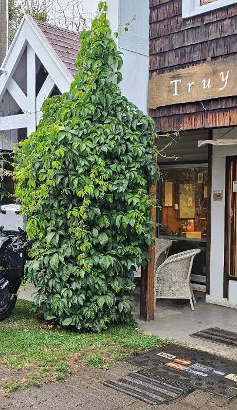 Hotel Truyaca