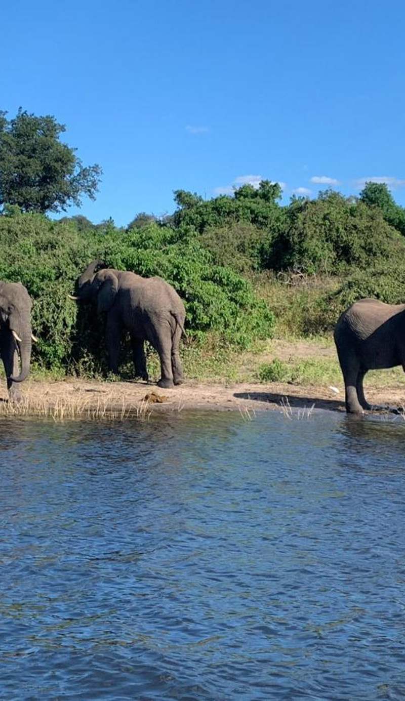 The Chobe Safari Lodge