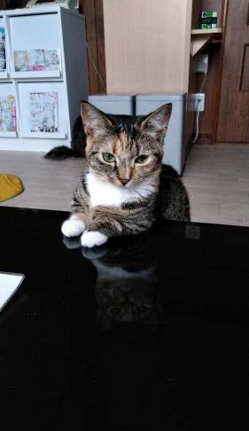 Cat Cafe & Stay Cultus's Home