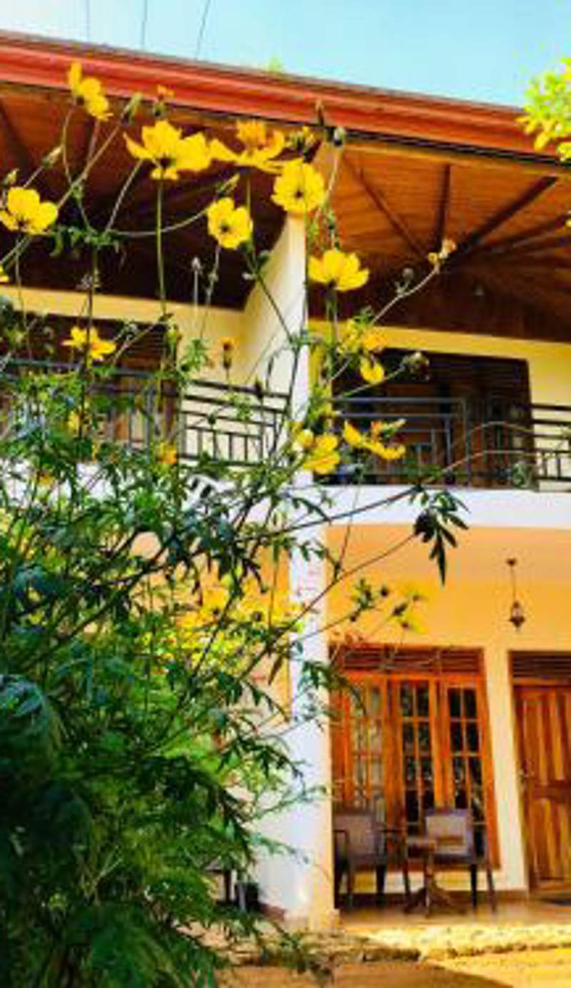 Hotel mango tree nearest Adam's peak