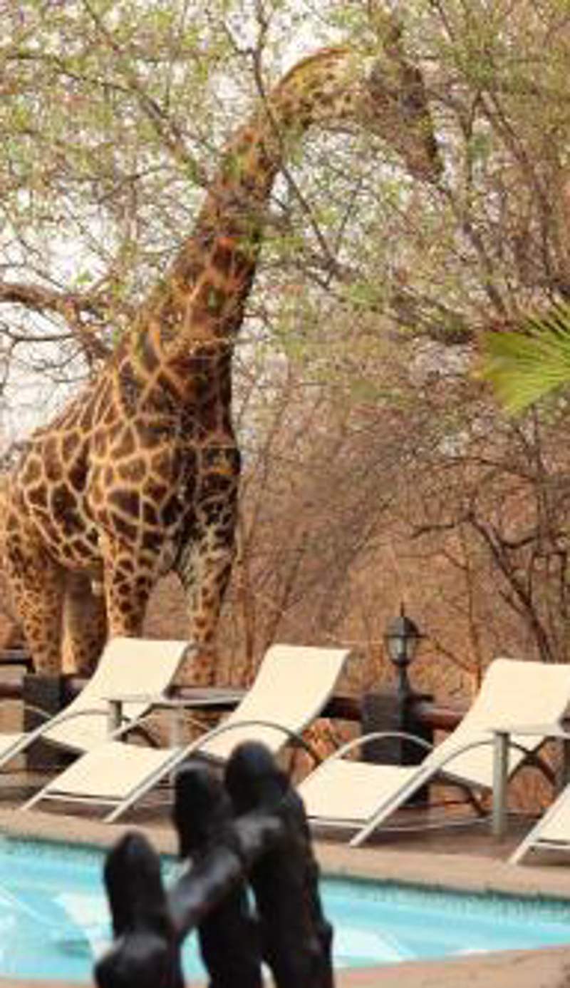 B&B African Rock Lodge