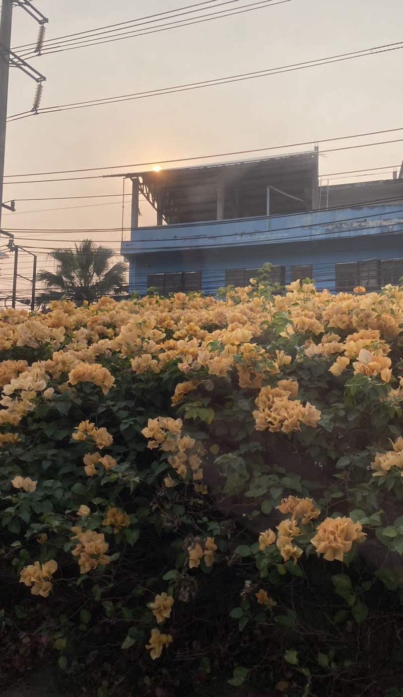 Wiriya House