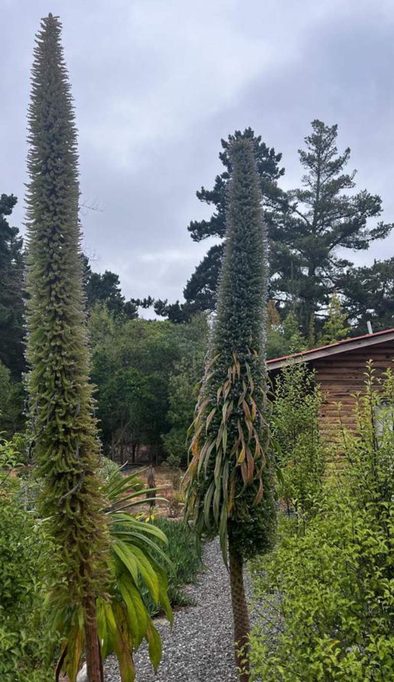 Eco Cabañas Algarrobo