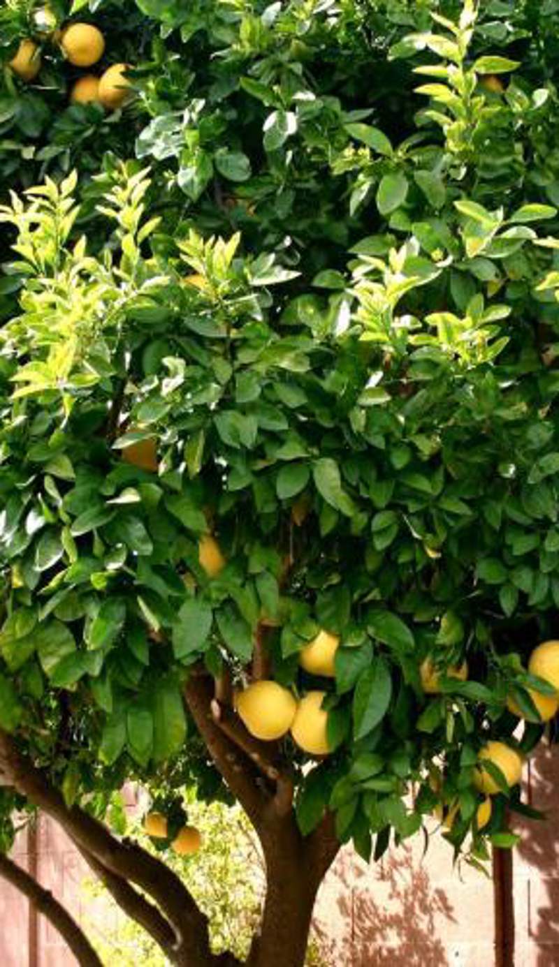 LEMON TREE
