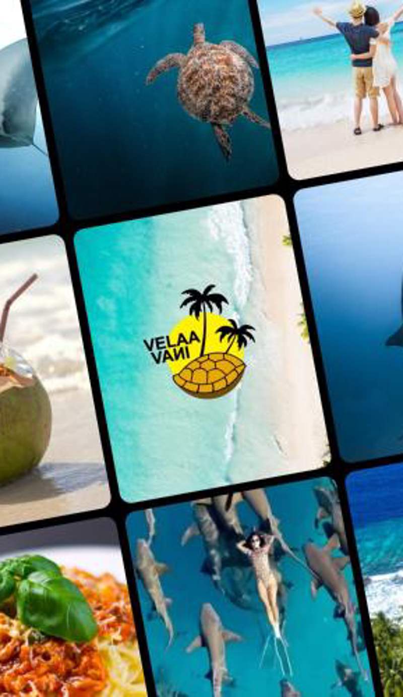 VelaaVani - Turtle Hive Dhiffushi