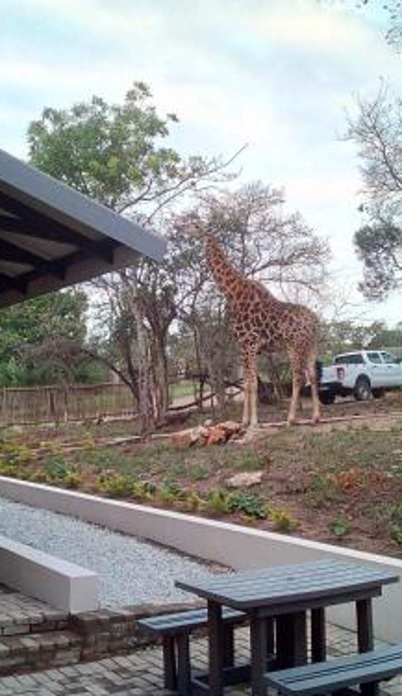 Hazyview Buffalo Game Lodge