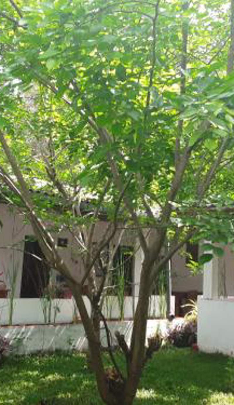Disna Homestay