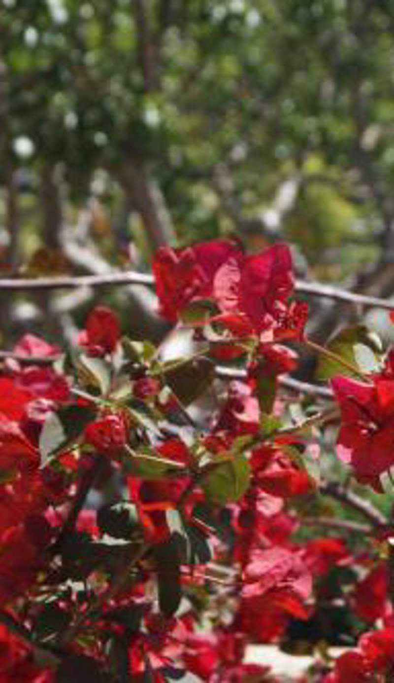 Les Jardins De Santa Giulia - Charmante chambre dhte