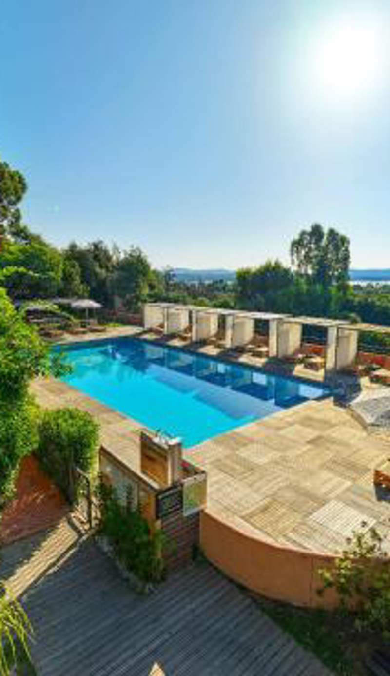Royal Palm