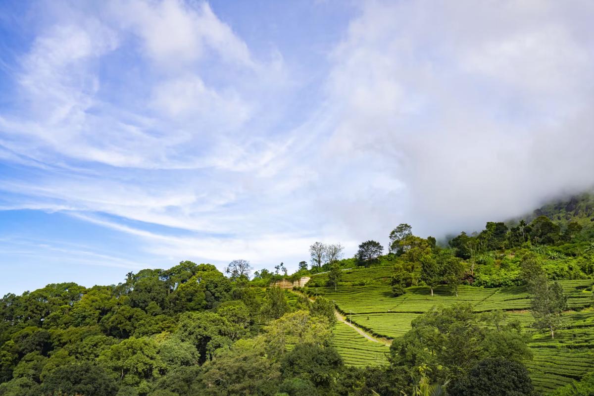Zostel Munnar photo 2