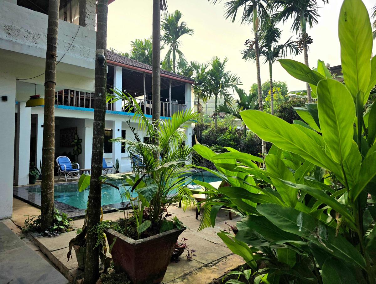 Neon Chameleon Goa photo 2