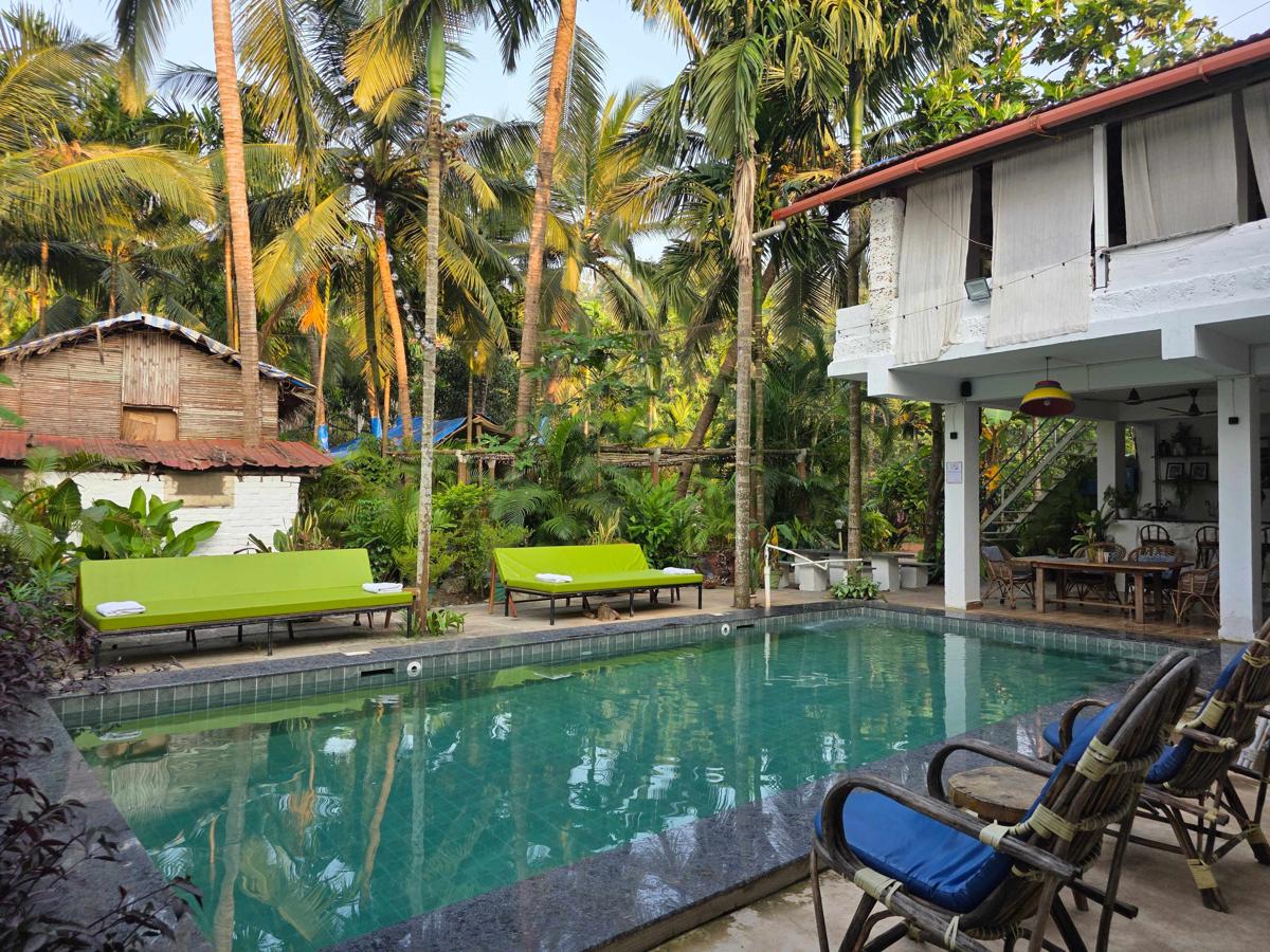 Neon Chameleon Goa photo 4