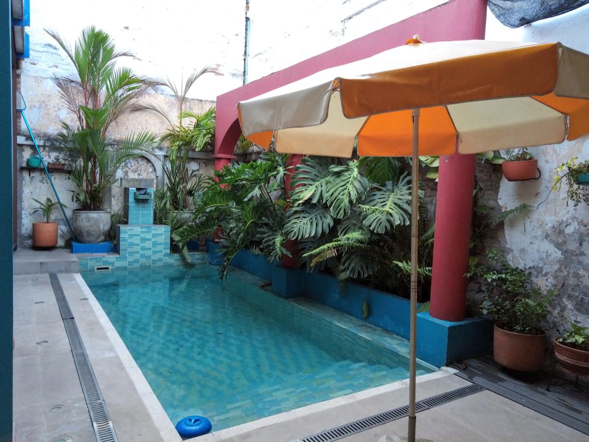 Heliconia photo 1